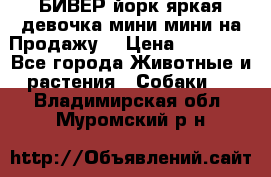 БИВЕР йорк яркая девочка мини мини на Продажу! › Цена ­ 45 000 - Все города Животные и растения » Собаки   . Владимирская обл.,Муромский р-н